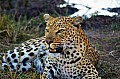 0173 Moremi Game Reserve