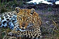 0174 Moremi Game Reserve