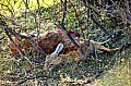 0175 Moremi Game Reserve