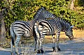0176 Moremi Game Reserve