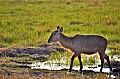 0177 Moremi Game Reserve