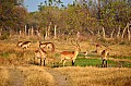 0178 Moremi Game Reserve