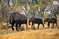 0182 Moremi Game Reserve