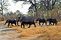 0183 Moremi Game Reserve