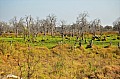 0184 Moremi Game Reserve