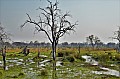 0185 Moremi Game Reserve