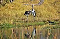 0187 Moremi Game Reserve