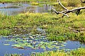0190 Moremi Game Reserve