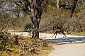 0191 Moremi Game Reserve