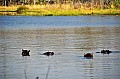 0192 Moremi Game Reserve