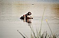 0193 Moremi Game Reserve