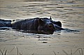 0194 Moremi Game Reserve