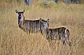 0197 Moremi Game Reserve