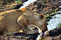 0198 Moremi Game Reserve