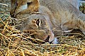 0199 Moremi Game Reserve