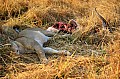 0200 Moremi Game Reserve