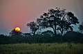 0203 Moremi Game Reserve