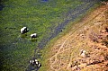 0224 Okavango delta