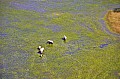 0225 Okavango delta