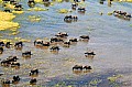 0234 Okavango delta