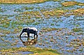 0236 Okavango delta