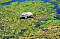 0237 Okavango delta