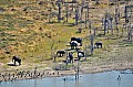 0241 Okavango delta