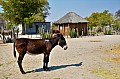 0247 Gweta