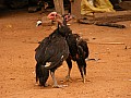 Lago Tonle Sap-0046