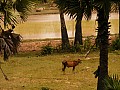 Siem Reap- East Mebon-0006