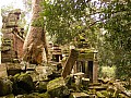 Siem Reap- Ta Prohm-0001