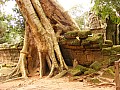 Siem Reap- Ta Prohm-0002