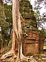 Siem Reap- Ta Prohm-0003