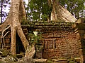Siem Reap- Ta Prohm-0009