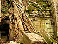 Siem Reap- Ta Prohm-0010