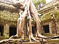 Siem Reap- Ta Prohm-0011