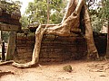 Siem Reap- Ta Prohm-0012
