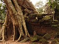 Siem Reap- Ta Prohm-0013