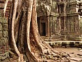 Siem Reap- Ta Prohm-0015