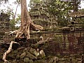 Siem Reap- Ta Prohm-0016