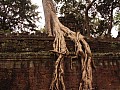 Siem Reap- Ta Prohm-0017