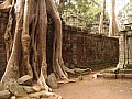 Siem Reap- Ta Prohm-0019