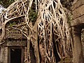 Siem Reap- Ta Prohm-0026