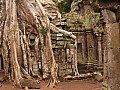 Siem Reap- Ta Prohm-0027