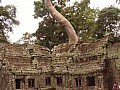 Siem Reap- Ta Prohm-0030