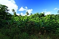 055 Rarotonga - Wigmore's fall