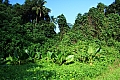 058 Rarotonga - Wigmore's fall