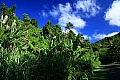 104 Rarotonga - Costa orientale