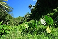 117 Rarotonga - Cross island track