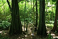 123 Rarotonga - Cross island track